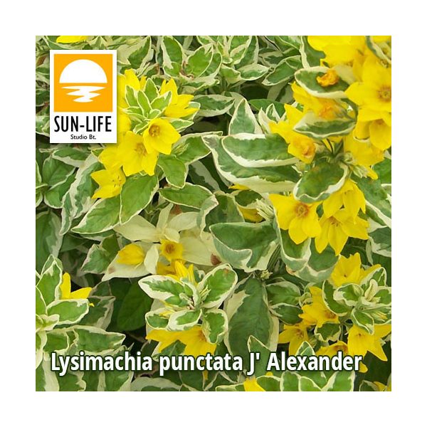 Lysimachia punctata J Alexander / Pettyegetett lizinka (72)