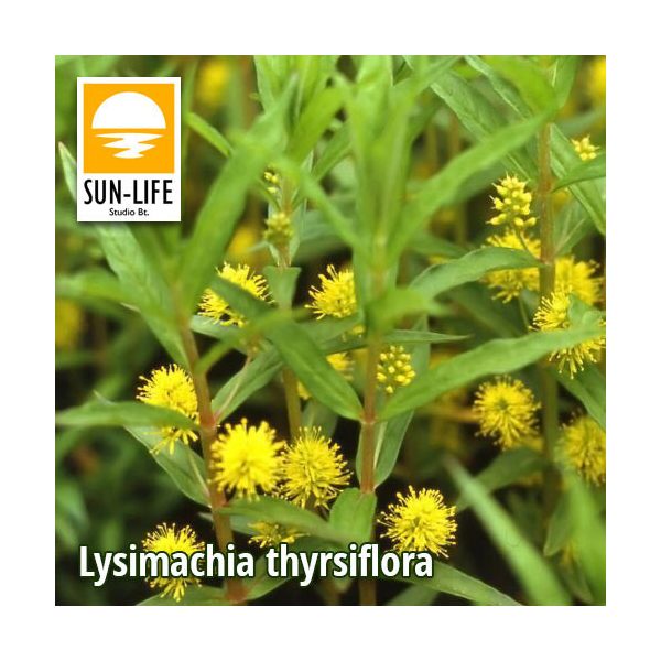 Lysimachia thyrsiflora / Fürtös lizinka (73)