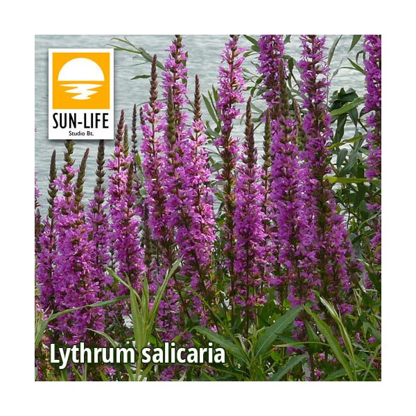 Lythrum salicaria / Réti füzény ( 74 )