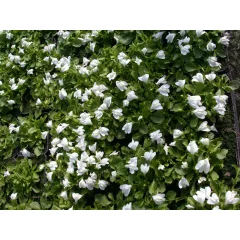   Mazus reptans 'Alba' / Fehér mázus kúszó szemölcsvirág (77)