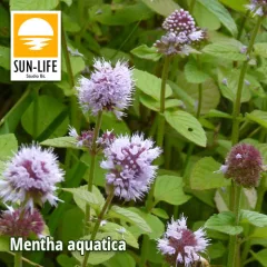 Mentha aquatica / Vízimenta ( 78 )