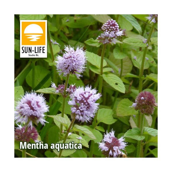 Mentha aquatica / Vízimenta ( 78 )