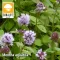 Mentha aquatica / Vízimenta ( 78 )