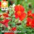 Mimulus cupreus / Piros bohócvirág ( 79 )
