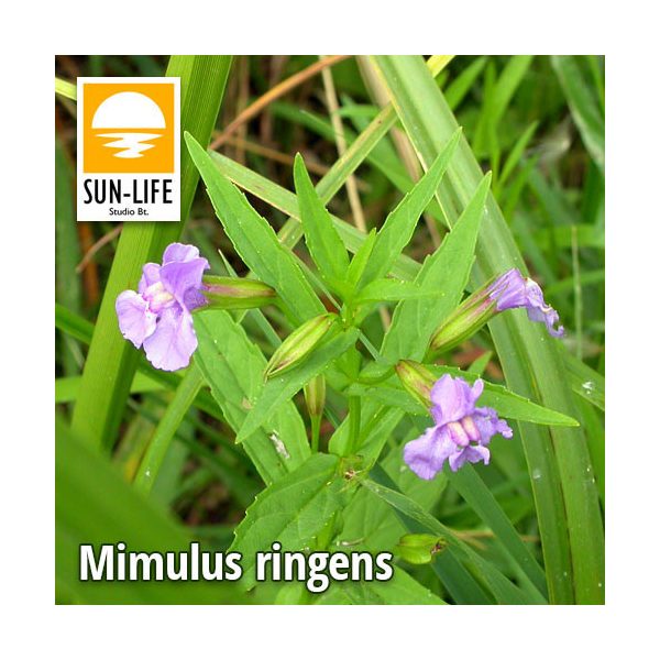 Mimulus ringens / Lila bohócvirág (81)