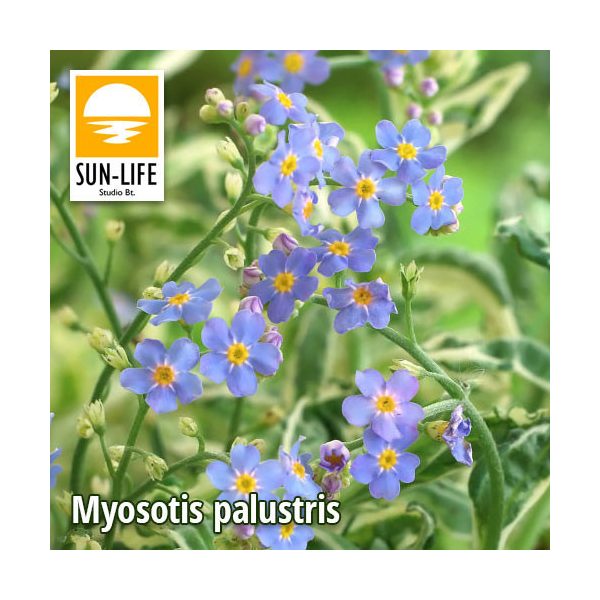 Myosotis palustris / Mocsári nefelejcs (83)