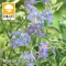 Myosotis palustris / Mocsári nefelejcs (83)
