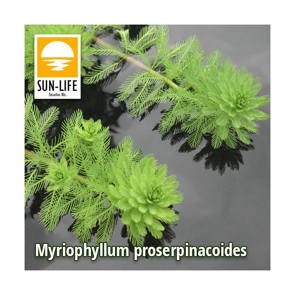 Myriophyllum proserpinacoides / Süllőhínár (84)