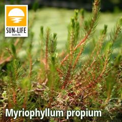 Süllőhínár - Myriophyllum propium (86)