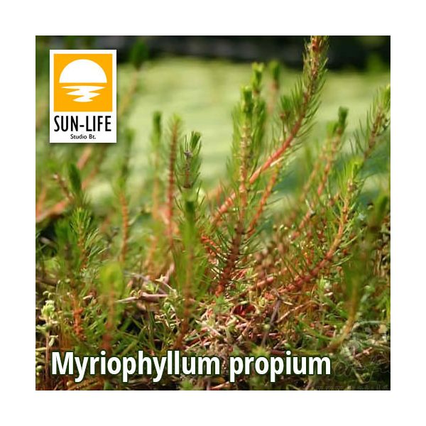 Myriophyllum propium (86)