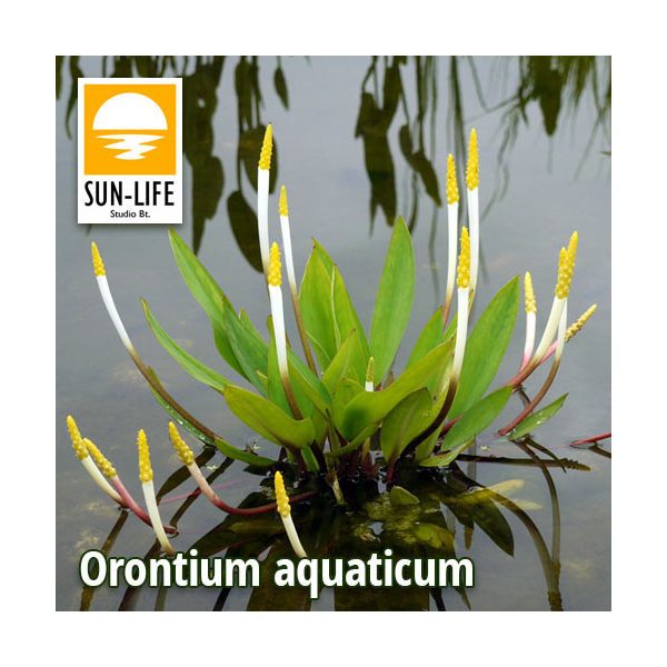 Orontium aquaticum (89) Vízi kontyvirág