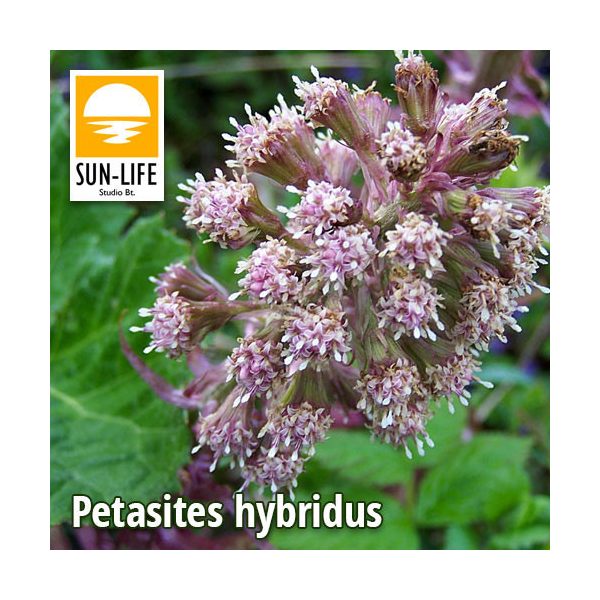 Petasites hybridus / Vörös acsalapu (91)