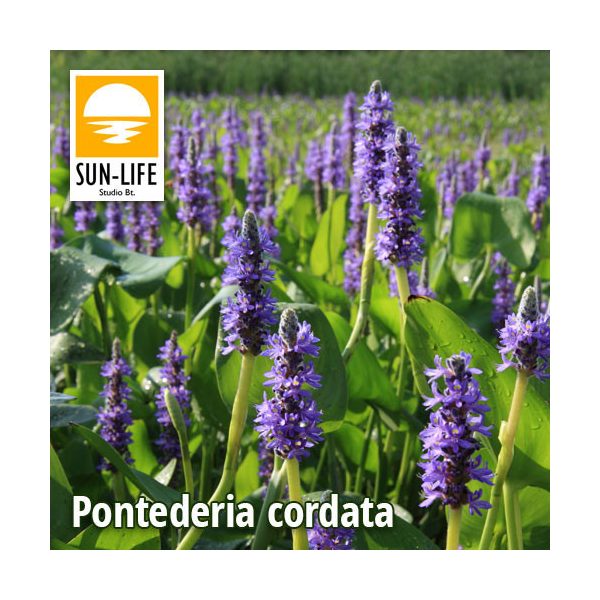 Pontederia cordata / Tömött sellővirág kék (96)