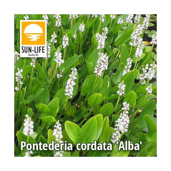Pontederia cordata Alba / Fehér sellővirág (97)