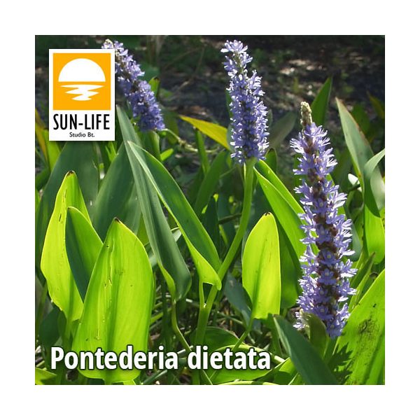 Pontederia dietata (98)