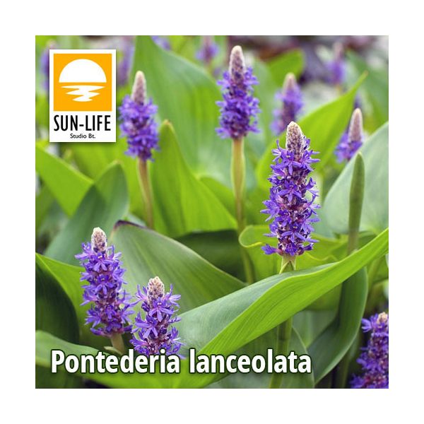 Pontederia lanceolata (99)