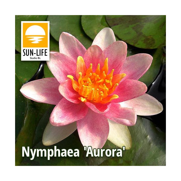 Nymphaea Aurora