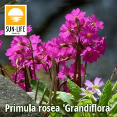 Tavaszi kankalin - Primula rosea Grandiflora (103)
