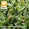 Rumex sanguineus var. sanguineus / Vérsóska (107)
