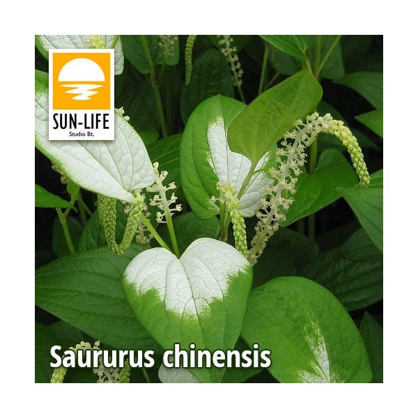 Saururus chinensis / Kínai gyíkfű (111)