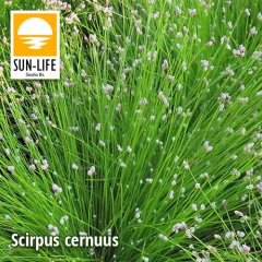 Scirpus cernuus / Szobafűpalka (115)