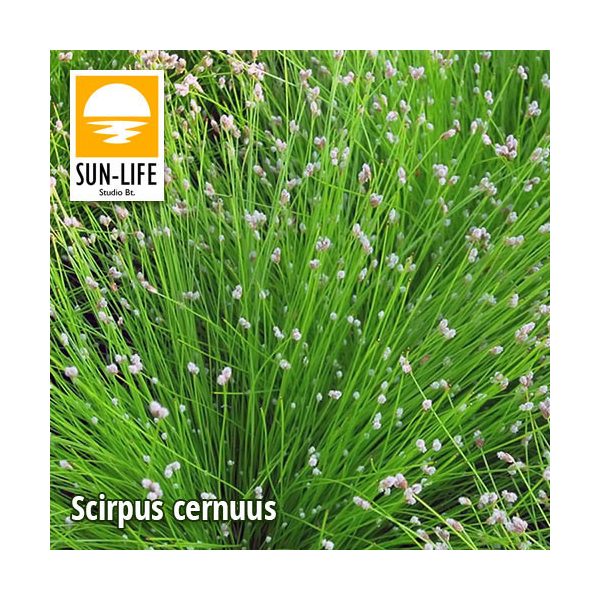 Scirpus cernuus / Szobafűpalka (115)