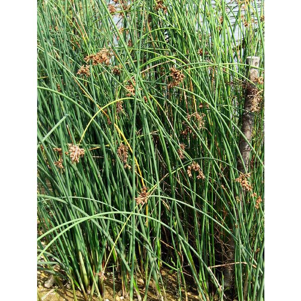Scirpus lacustris / Tavi káka (116)