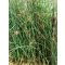 Scirpus lacustris / Tavi káka (116)