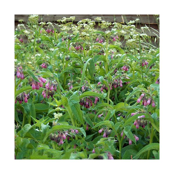 Symphytum officinale / Fekete nadálytő (125)