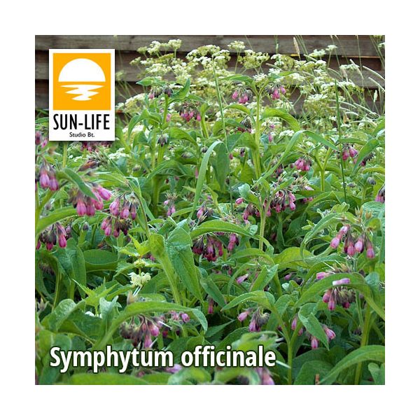 Symphytum officinale / Fekete nadálytő (125)
