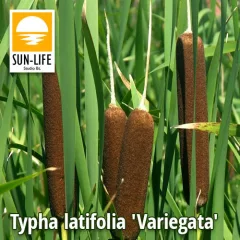   Typha latifolia  'Variegata ' / Hosszanticsíkos gyékény(130)