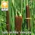 Typha latifolia  'Variegata ' / Hosszanticsíkos gyékény(130)