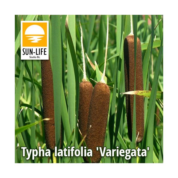 Typha latifolia Variegata Hosszanticsíkos gyékény(130)