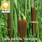 Typha latifolia  'Variegata ' / Hosszanticsíkos gyékény(130)