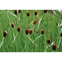 Typha minima / Apró gyékény (131)