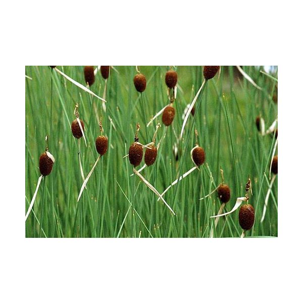 Typha minima / Apró gyékény (131)