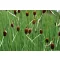 Typha minima / Apró gyékény (131)