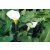 Zantedeschia aethiopica / Fehér Kála ( 133 )