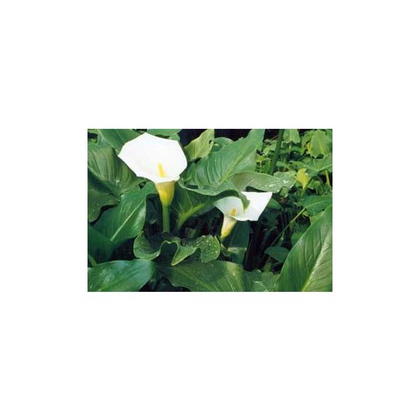 Zantedeschia aethiopica / Fehér Kála ( 133 )
