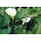 Zantedeschia aethiopica / Fehér Kála ( 133 )