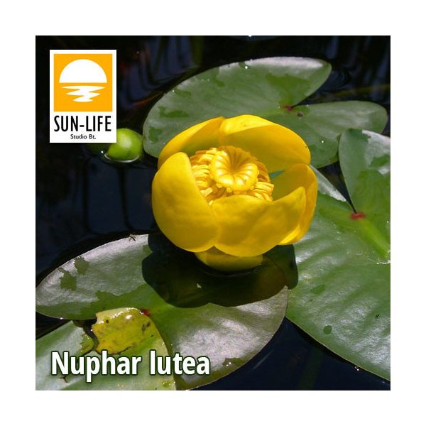 Nuphar lutea / Vízitök (200)