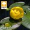 Nuphar lutea / Vízitök (200)