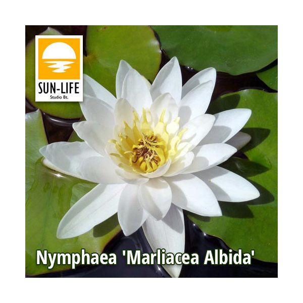 Nymphaea Marliacea Albida   Fehér tavirózsa ( 214 )
