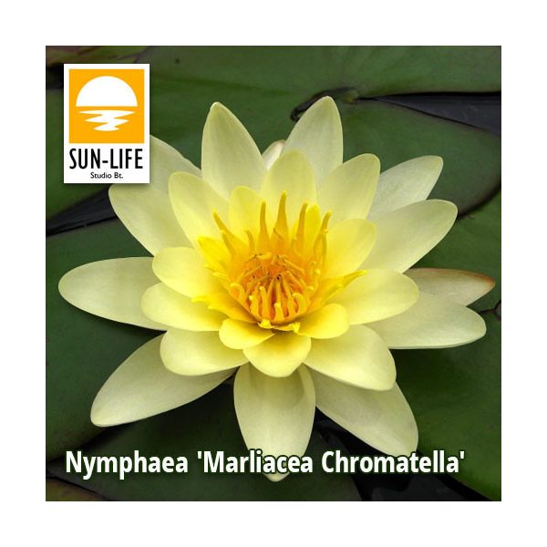 Nymphaea Marliacea Chromatella / Sárga tavirózsa (215)