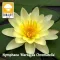 Nymphaea Marliacea Chromatella / Sárga tavirózsa (215)