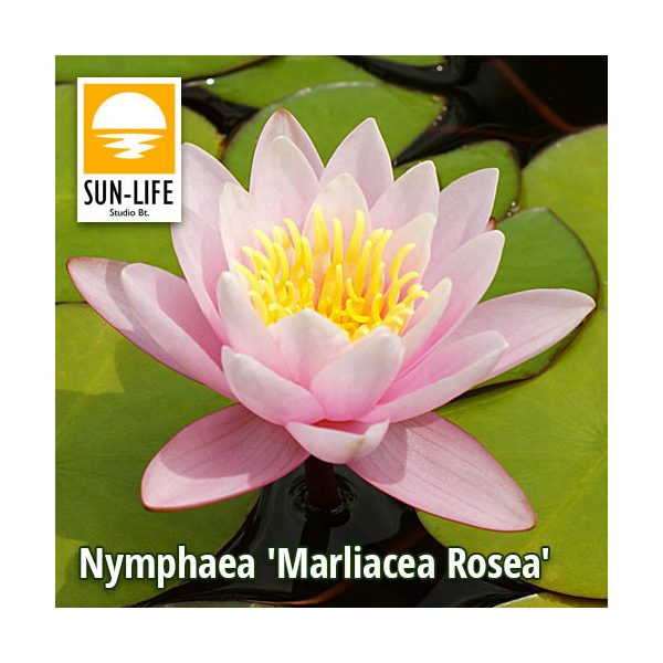 Nymphaea Marliacea Rosea / Rózsaszín tavirózsa (216)