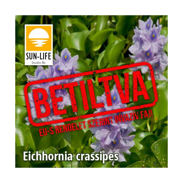 Vízijácint / Eichhornia crassipes (221)