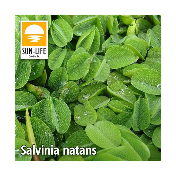 Salvinia natans / Vízi rucaöröm (226)