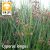 Cyperus longus / Hosszú vízipálma (30)