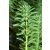 Myriophyllum Spicatum - Füzéres süllőhínár (303)